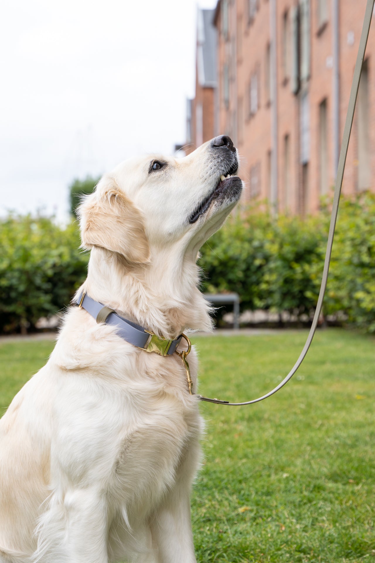 FYN Adjustable Quick-Release Collar