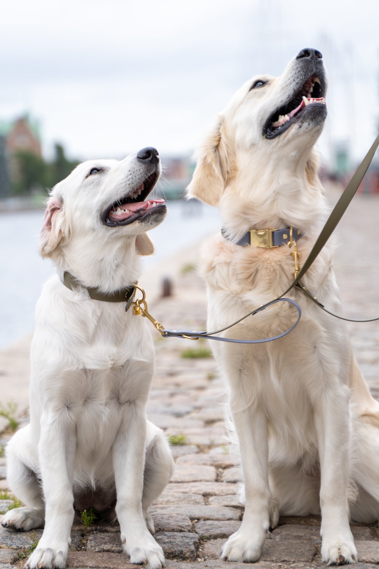FYN Adjustable Quick-Release Collar