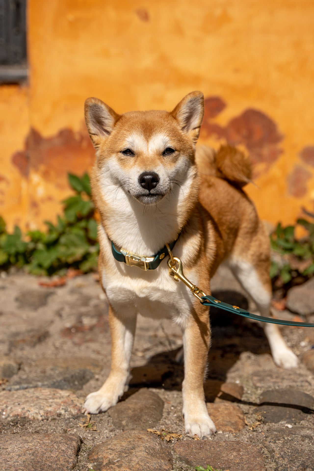 FYN Adjustable Quick-Release Collar